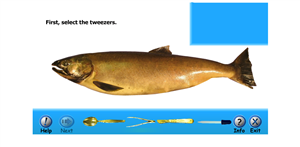 Salmon Dissection 